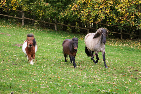 three ponies of different sizes race next to each other in the paddock
