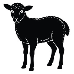 black and white sheep