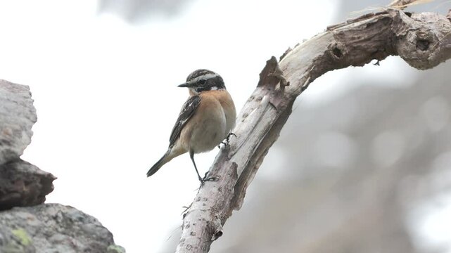 whinchat, Saxicola rubetra Stiaccino
