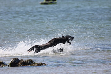 Dogs on the beach