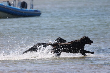 Obraz premium Dogs on the beach