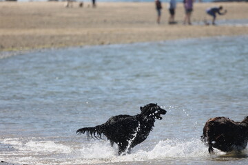 Dogs on the beach