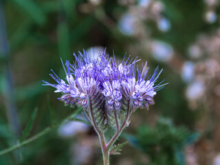 Purple thistle flower in bloom close up.