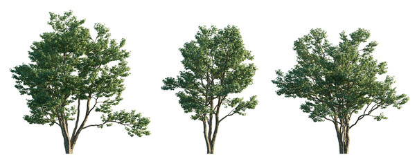 Acer buergerianum tree (trident maple) isolated png on transparent background premium cutout (Three-toothed Maple)