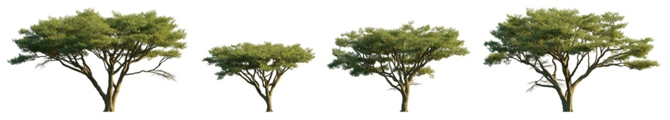 Vachellia tortilis isolated png on a transparent background premium cutout (Umbrella thorn or Israeli babool) 