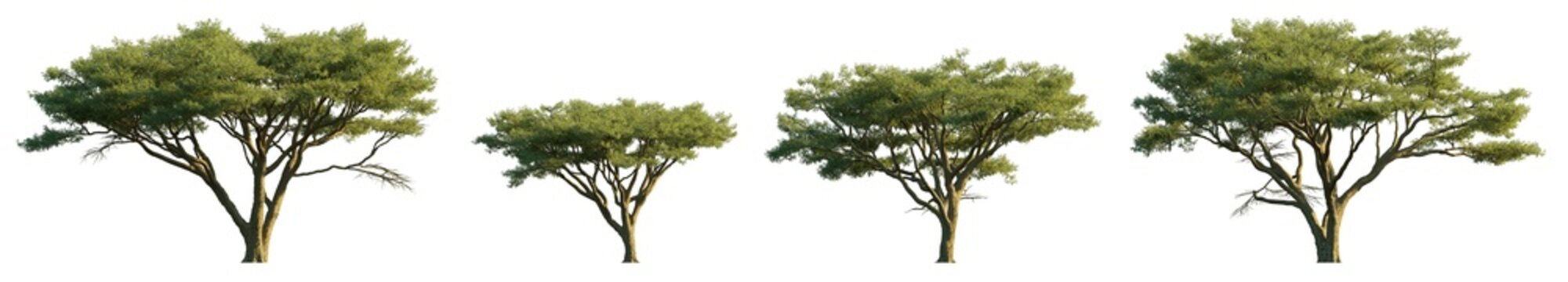 Vachellia tortilis isolated png on a transparent background premium cutout (Umbrella thorn or Israeli babool) 