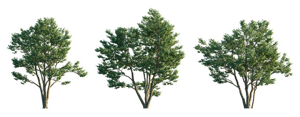 Acer buergerianum tree (trident maple) isolated png on transparent background premium cutout...