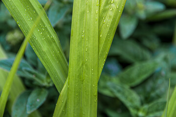 Green grass with dew.