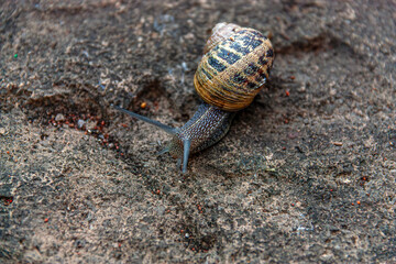 Snail on a stone