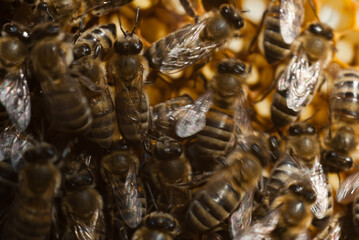 bees at work in the hive