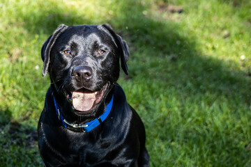 black labrador dog