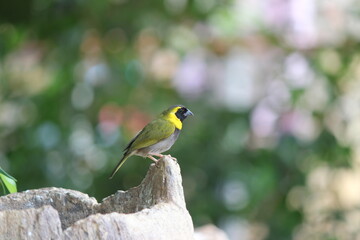 Lesser Cuban Finch or Cuban Tiaris. Beautiful photos of tropical birds