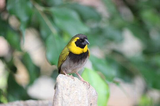 Lesser Cuban Finch or Cuban Tiaris. Beautiful photos of tropical birds