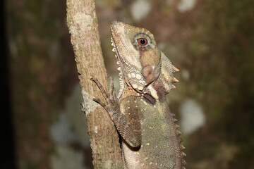 Boyd's forest dragon (Lophosaurus boydii)