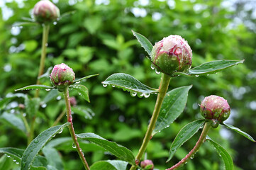 Peony flower buds covered in rain drops