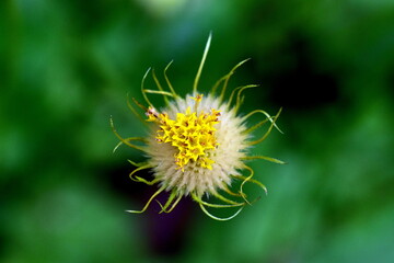Nahaufnahme einer verblühten Gemswurz