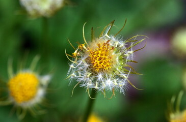Nahaufnahme einer verblühten Gemswurz