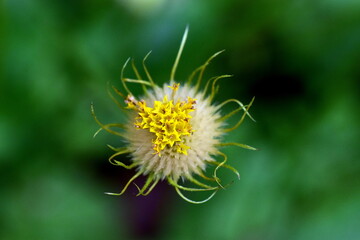 Nahaufnahme einer verblühten Gemswurz