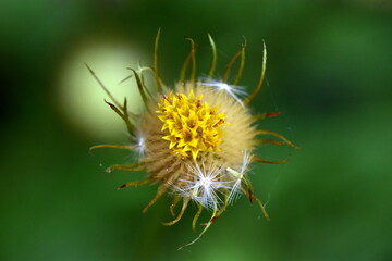 Nahaufnahme einer verblühten Gemswurz