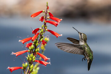 Anna's Hummingbird (Calypte Anna) Photo, in Flight, Feeding on Parry's penstemon (Penstemon parryi) Blooms