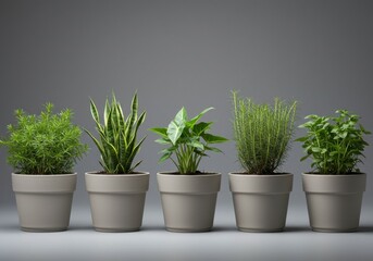 Potted Houseplants in a Row Against Gray Background