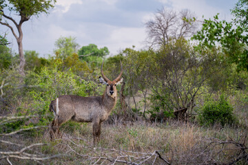 Male impala, Timbavati private reserve, Greater Kruger National Park, South Africa