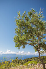 Olive trees on the island of Hvar in Dalmatia overlooking the Pelješac peninsula