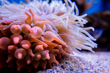 Anemone, Two oceans aquarium, Cape Town, South Africa