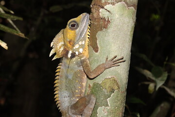 Boyd's forest dragon (Lophosaurus boydii)