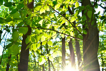 Sunlight streaming through vibrant green leaves in a dense forest