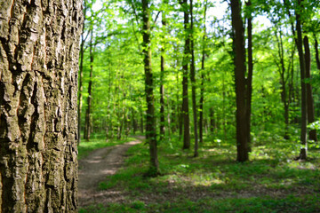 Dense green forest with sunlight filtering through tall tree trunks