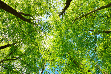 Looking up at tall green tree canopies against a blue sky