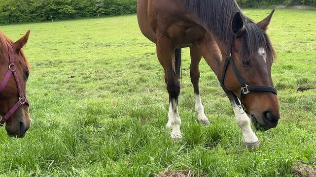 Chestnut saddle horse pasturing on a pasture