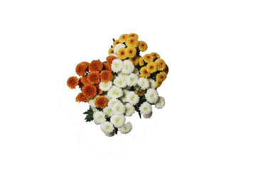 白バックの菊の花束