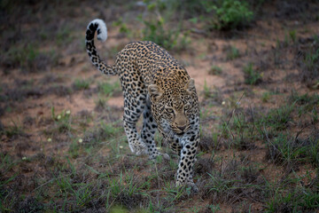 Leopard chasing prey, Timbavati private reserve, Kruger National Park, South Africa 