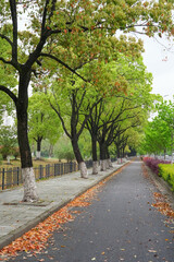 spring city street with green trees in a row