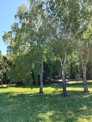 Green birch trees in a sunny park with blue sky and vibrant foliage, copy space