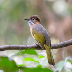 close up of mountain bulbul bird singing on the tree branch