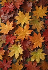 Fototapeta premium Close-up of maple leaves, showcasing intricate details & rich color variations, crisp, fall, macro