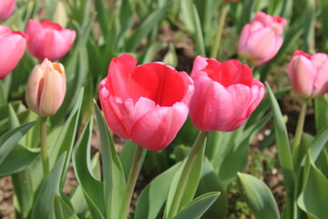 At Tulipania World in Terno d’Isola, beautiful pink and red tulips bloom among green leaves. The flowers are captured up close, in full blossom, glowing in the spring sunlight.
