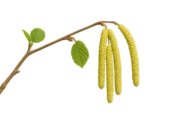 Hazelnut branch displaying spring catkins, delicate green leaves emerging against transparent backdrop