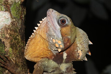 Boyd's forest dragon (Lophosaurus boydii)
