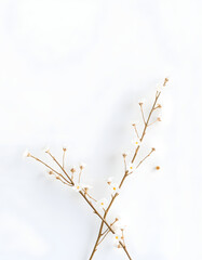 Invitation or greeting card mockup with gypsophila plant twigs, mindfulness theme. White tone