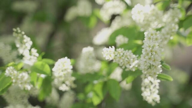  The branches of a flowering bird cherry sway in the wind in the rays of the sun