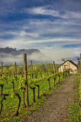 Vineyards in a foggy day, with a farmhouse