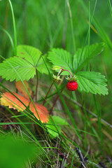 forest strawberry plant is ripe and green berries and leaves