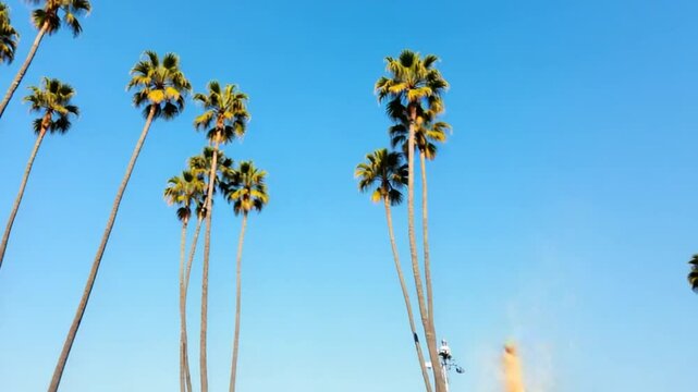 view of the palm trees passing