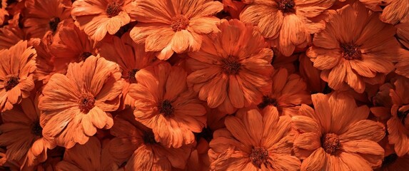Fototapeta premium Vibrant orange flowers in bloom