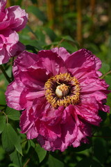 Pink tree peony flower bush in full bloom
