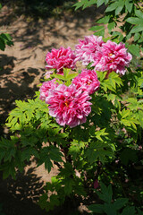 Pink tree peony flower bush in full bloom
